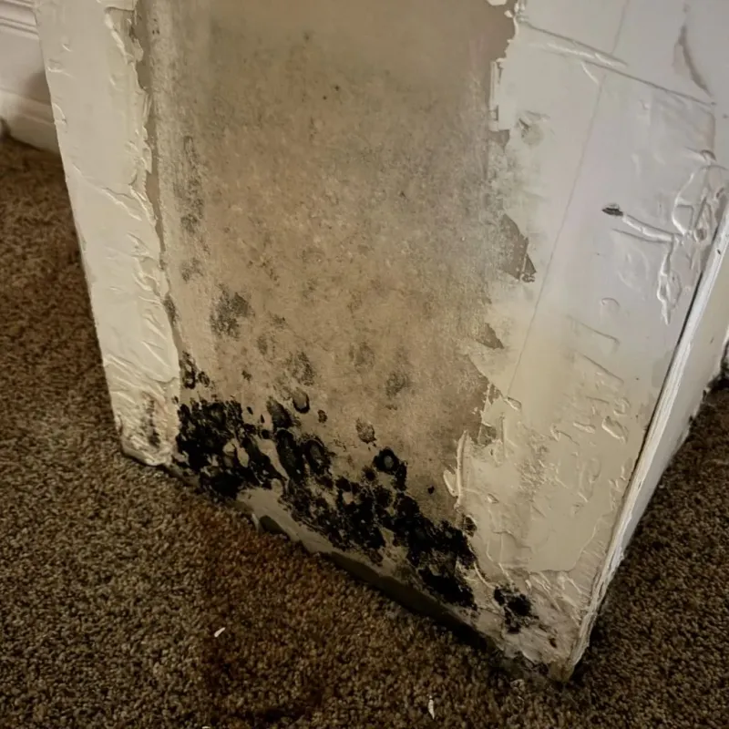 Professional Mold Removal in Anderson County, SC